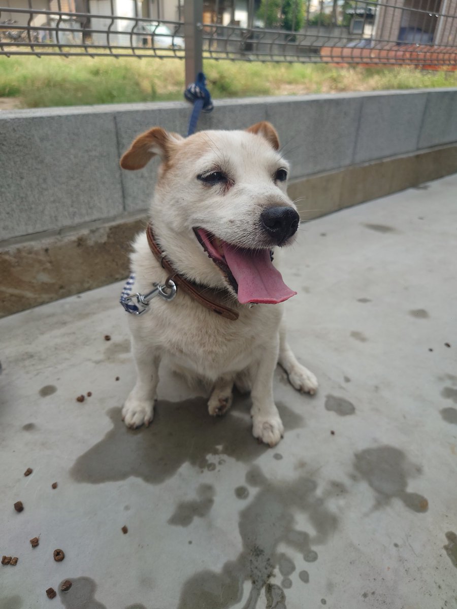 typeryuta's tweet photo. 迷い犬保護しています。
足立区中川2丁目
#拡散希望
#迷い犬
#迷子犬 https://t.co/TQaKfXJ8b3