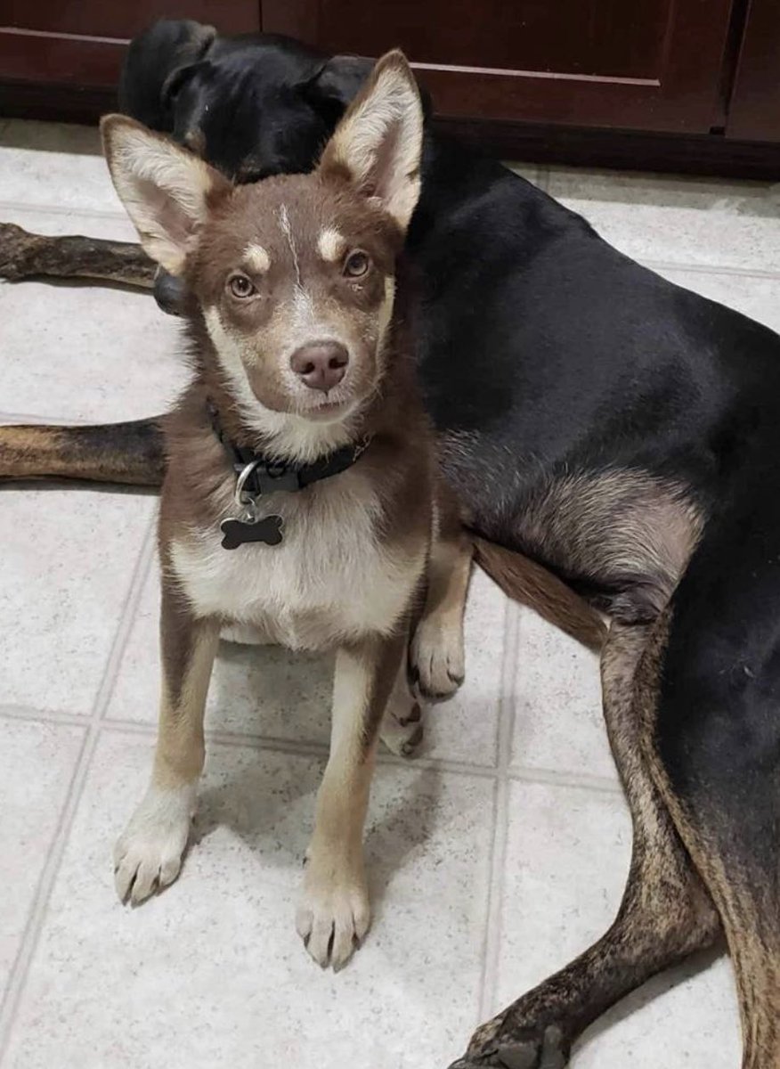 DogGoneSeattle's tweet photo. Sandy has some new photos! This puppy was part of the California High Desert litter. She is the only one still waiting for her forever home. Sandy is great with cats, and other dogs.  Read what her foster wrote, how is she still available? https://t.co/y3uu6St1dA
