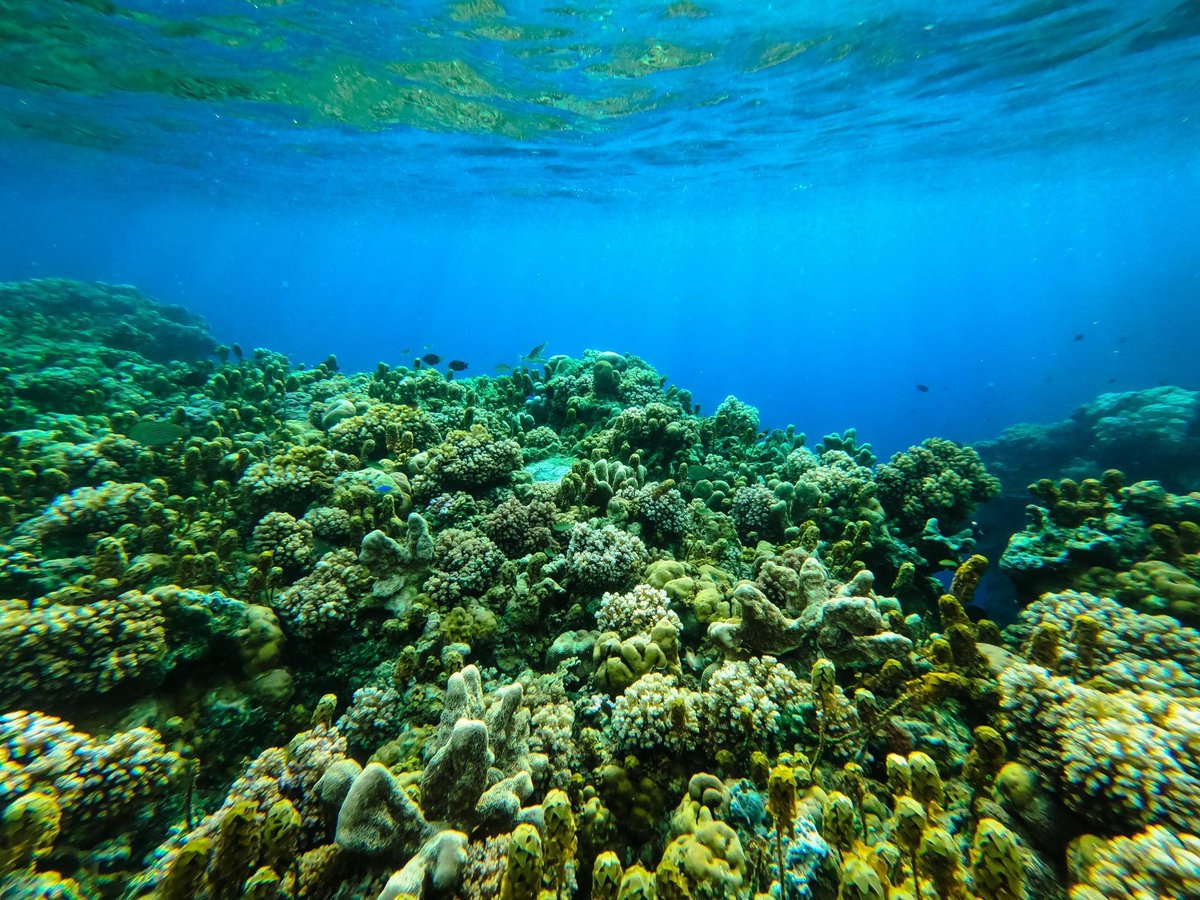 CycloTurtles's tweet photo. We are swimming calmly through our roadmap.
Next is to get our holders to experience the connection to these beautiful reefs not just here on Reconnect island but many other regions in SEA and beyond. https://t.co/Qg4M4i7l36