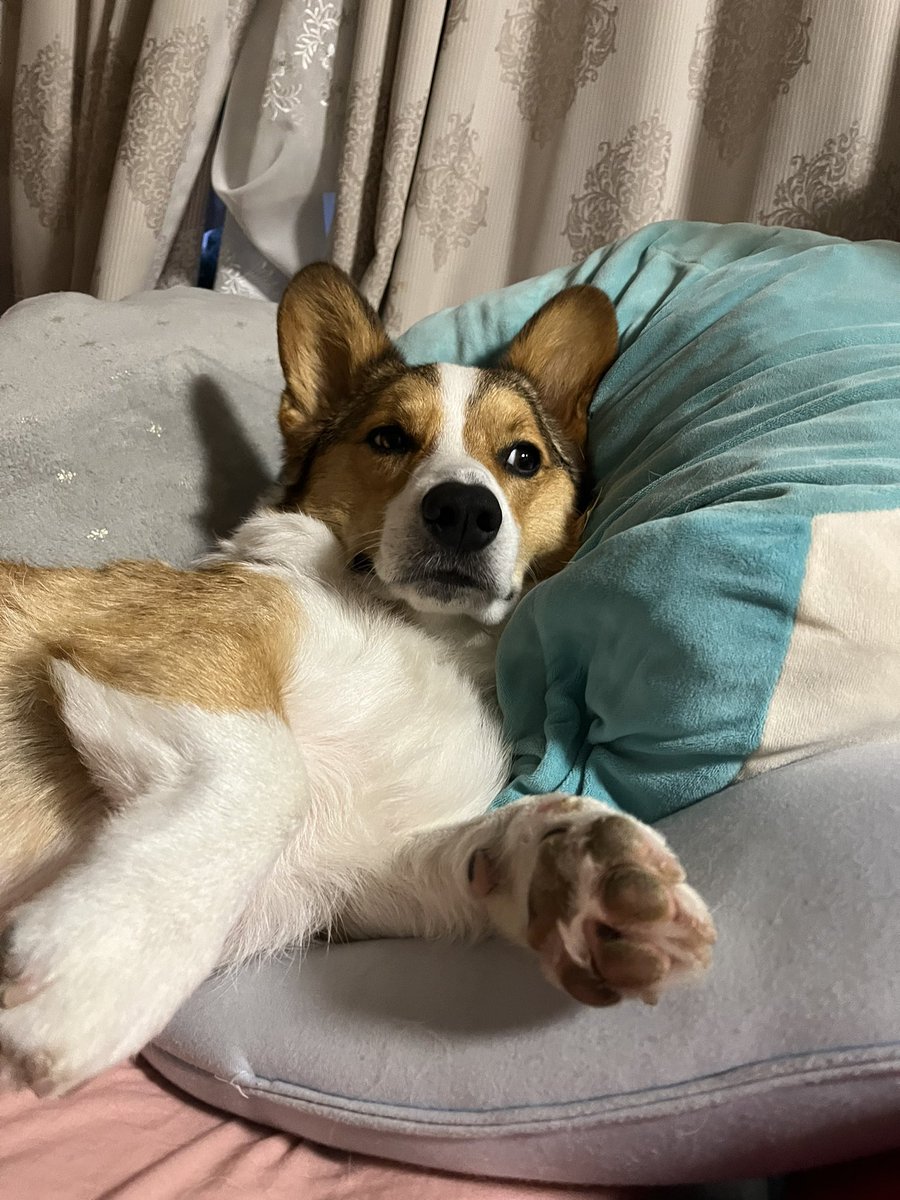 ChannelCorgi's tweet photo. もう朝でしゅか？
お散歩．．．行きたくないよ🫠
まだ朝の５時だよ
#コーギー https://t.co/0pGHZVKfyl