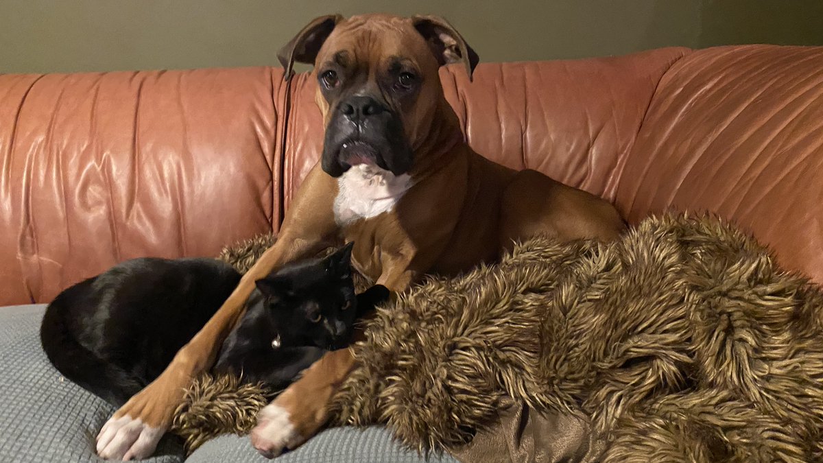 TheWapplehouse's tweet photo. show me your pet and who they’re named after https://t.co/KbvRlfmlLk