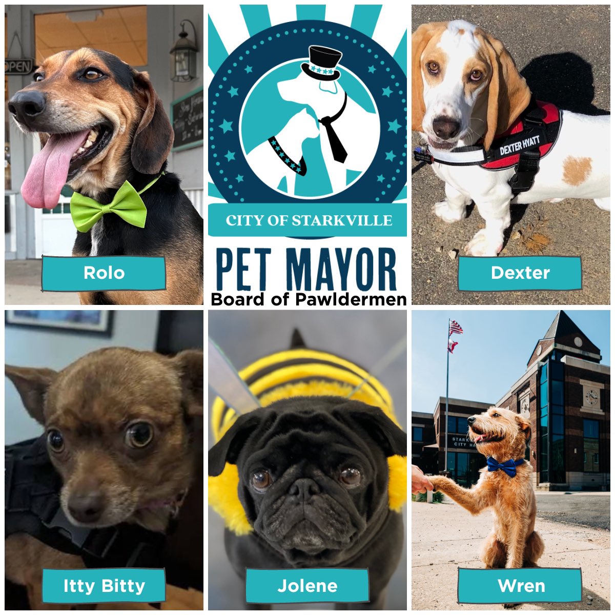 GSDPartnership's tweet photo. Officially official! 🗳️ 🗳️ 🗳️ 

Congratulations to our Pet Mayor, Buster Camp! 

Natty was elected Chief of Pawlice, and Sami Fur Chief. 

Our Board of Pawldermen include Rolo, Dexter, Itty Bitty, JoJo, and Wren! https://t.co/XAnprMwVcF