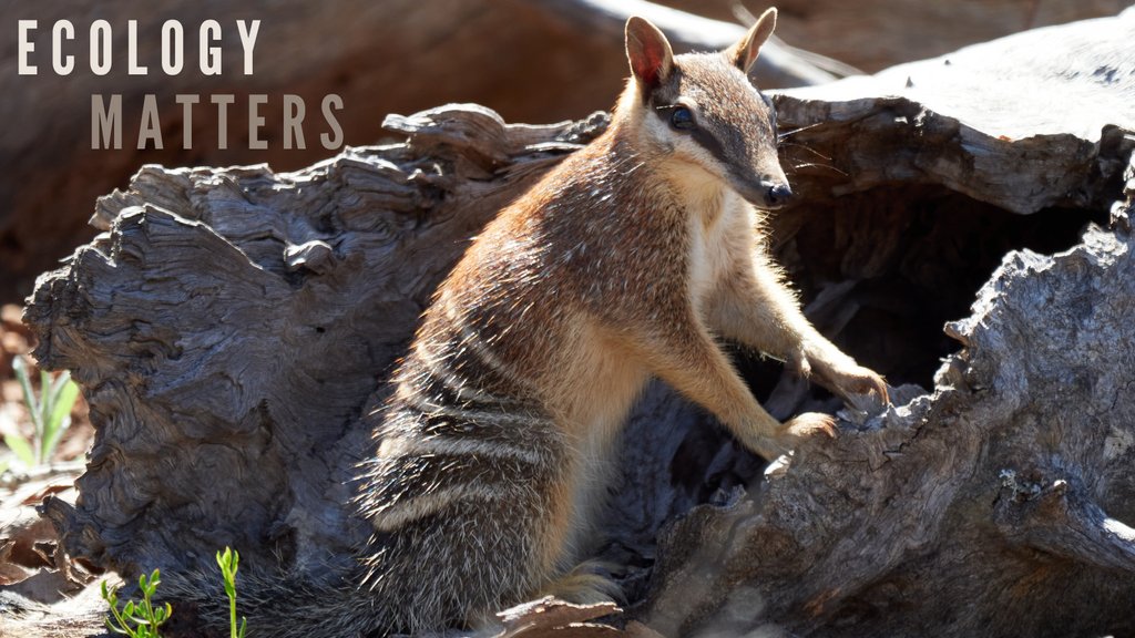 'I find those desert ecosystems really fascinating; those tough creatures that survive in what seems like quite inhospitable conditions.' - @Judy_Dunlop on the latest episode of #EcologyMatters. ⁠ 🎧️: ecolsoc.org.au/publications/a…⁠ @WAFCWG @WAParksWildlife #ThreatenedMammals