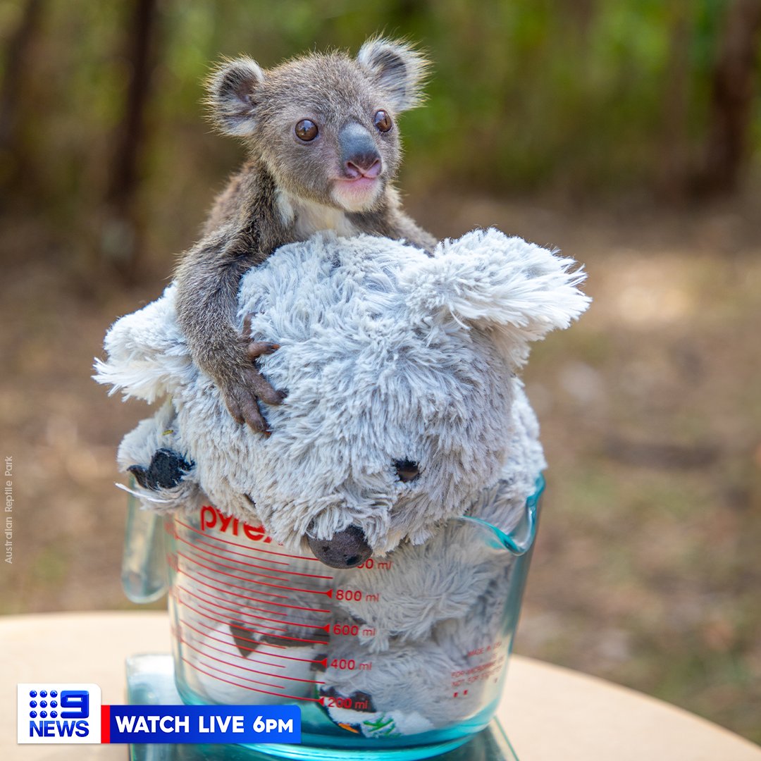 Meet Albert - the smallest koala joey ever to be hand-raised at the Australian Reptile Park. 🐨

The five-month-old has shown incredible resilience and growth after being urgently rescued by the Central Coast wildlife sanctuary two weeks ago, along with his mother. #9News