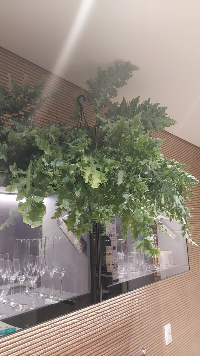 sidroniolima's tweet image. #samambaia