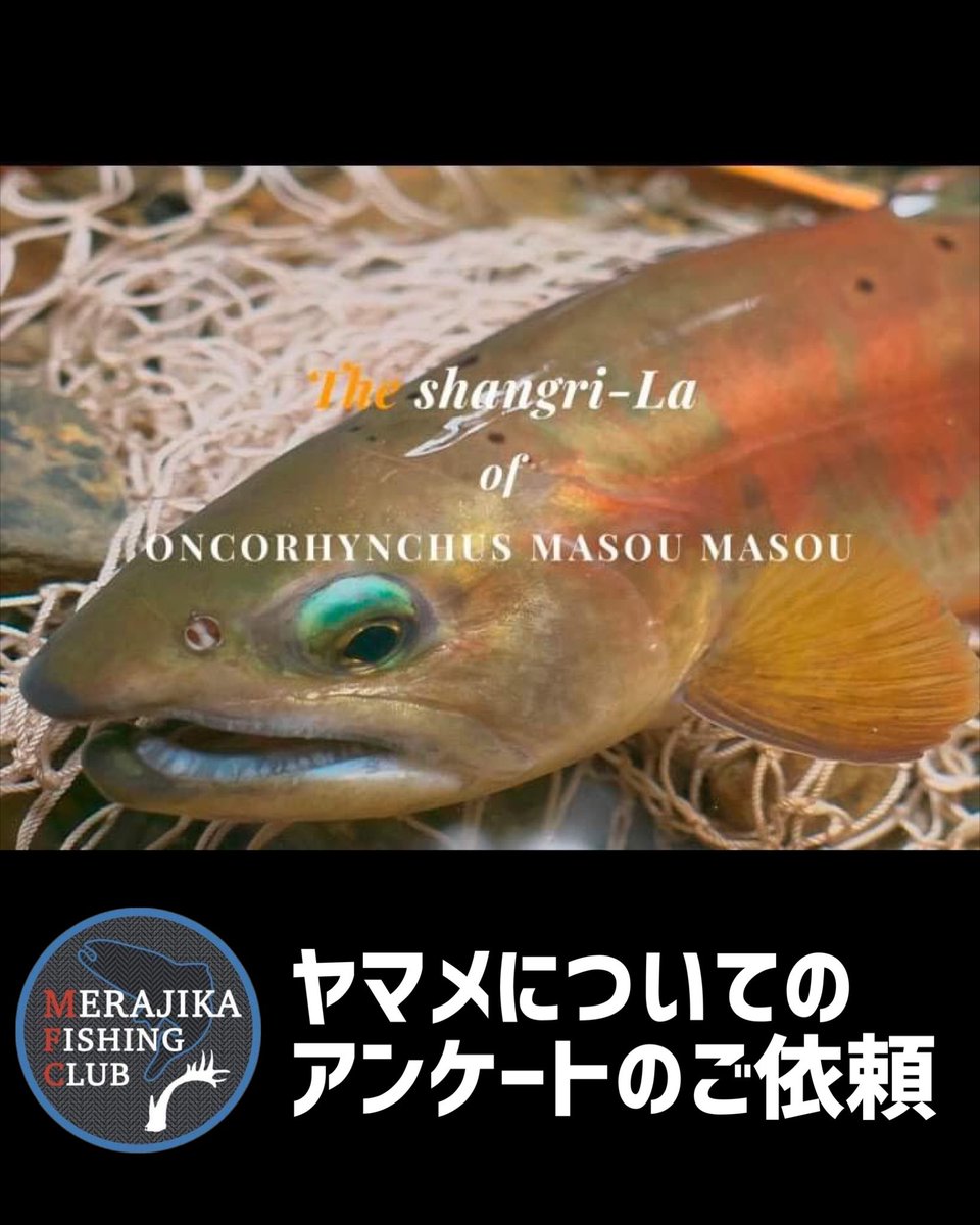 tsuritickets's tweet photo. NPO法人米良鹿釣倶楽部で実施する【ヤマメ釣りに関するアンケート調査】のご紹介です。

11月に開催するシンポジウムに向けてのアンケート調査の実施で、ぜひ全国の釣り人の皆様にも回答していただきたく、ご協力させていただいてます。

【アンケートリンク】
https://t.co/D5kuu29TkM https://t.co/7YPEFTlNPi