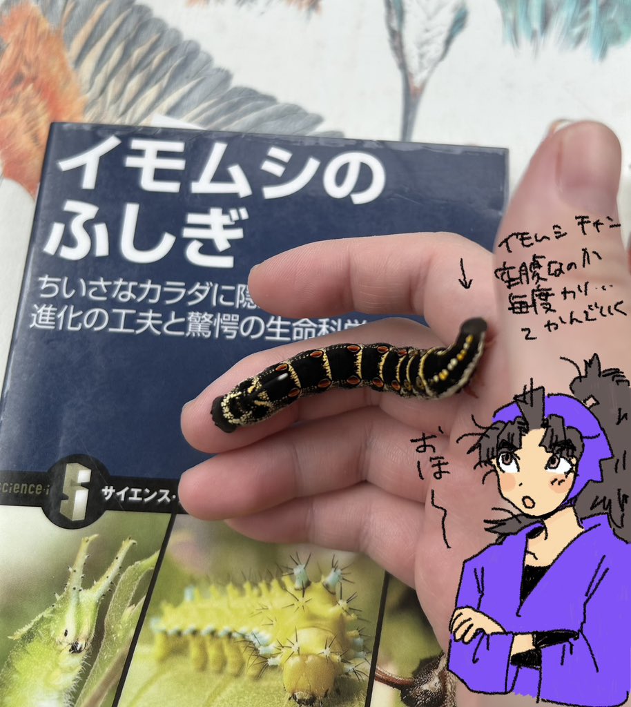 朝から虫拾いびと(日記) 