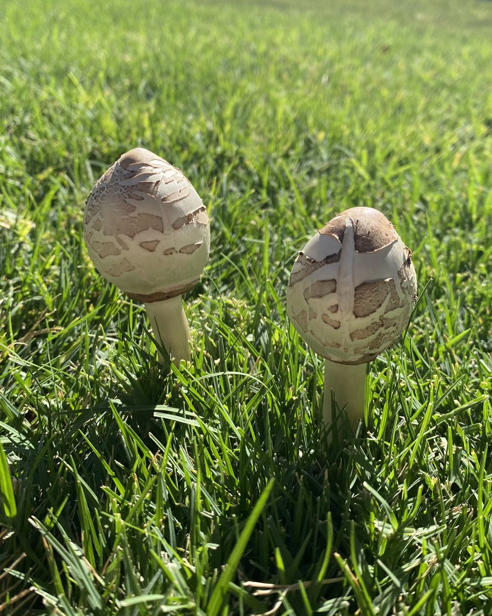 ee_ecology's tweet photo. Spotted some mushrooms ☺️ #mushrooms #fungi https://t.co/iwEPqKdBkE