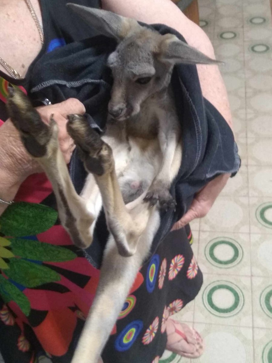CapitalOpal's tweet photo. 📷 Explore Nature's Magic 🌅🌼

Snapshots of an oasis in an old car 🌺, a rescued baby kangaroo 🦘, and mesmerizing sunsets 🌇 await.

Join us for more natural wonders! 📷✨ #Nature #Wildlife #Sunsets #NaturePhotography #WildlifeRescue #SunsetMagic

📷 Marc Wood https://t.co/250mBK0U0z