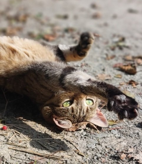 BTWsanctuary's tweet photo. We are reaching out!🖐

Well Opal is! 🐈

We really need help! Cost of living crisis is a crisis for our sanctuary.
Falling donations &amp; rising costs.

I'm working extreme amounts of hours to get all the work done.
I need help!

Can any big companies help fund/sponsor an employee? https://t.co/sqUYTMshrN