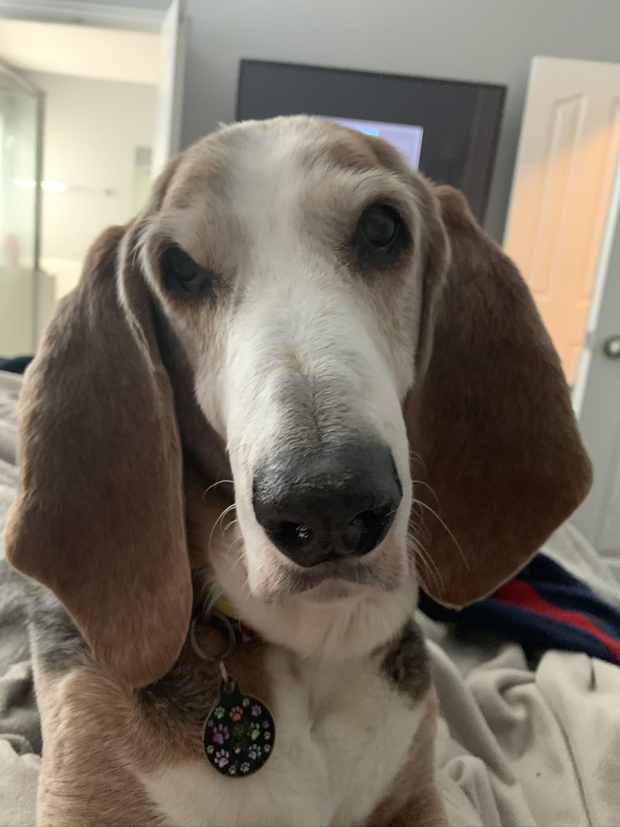 Snoops had an iron stomach. I’ll never forget the day I came home to find he had stolen and eaten an entire bag of dark chocolate chips from the counter. The vet listed of several symptoms he should get and what to look for to bring him in. He didn’t get one symptom #bassethound