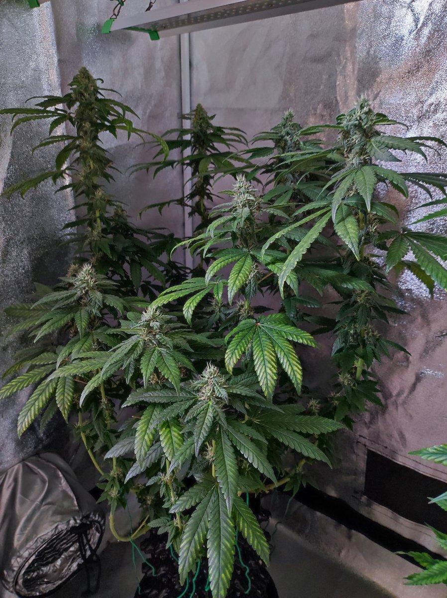 41_protay's tweet photo. Sugar baby copy cat
😸😸😸
#420Life #420friendly #420lover #CannabisCommunity #cannabisculture #weedthailand #WeedLovers #กัญชาog https://t.co/09ATPt5ST1