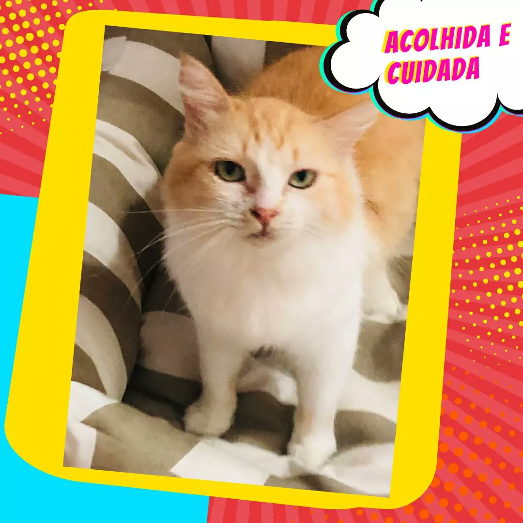 A Charlotte é a coisinha mais fofa! Foi resgatada em abril no meio do lixo e entulho da estação Vila Oeste do metrô. Foi socializada e hoje é uma gatinha doce, companheira, conversadeira e que dorme de conchinha 💛
