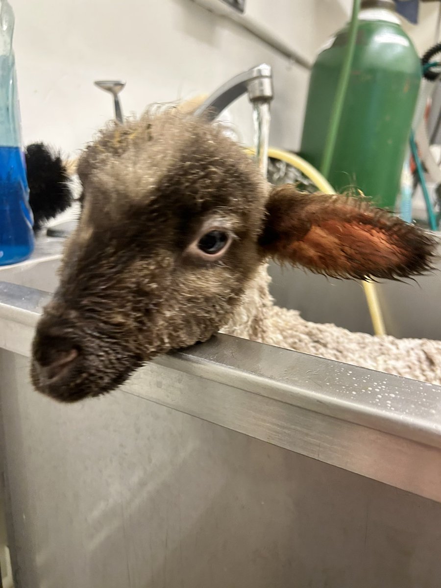 Here is a picture of one of @Some_Shepherd gene 🧬 edited lambs 🐑 having a bath 🛁- 🤩 find out more about this project at poster #72 @PAGmeeting #PAGAustralia and presentation in graduate student workshop on Friday afternoon 3:45-4:00 pm  @ucdavis @UCDavisGrad @BretMcnabb