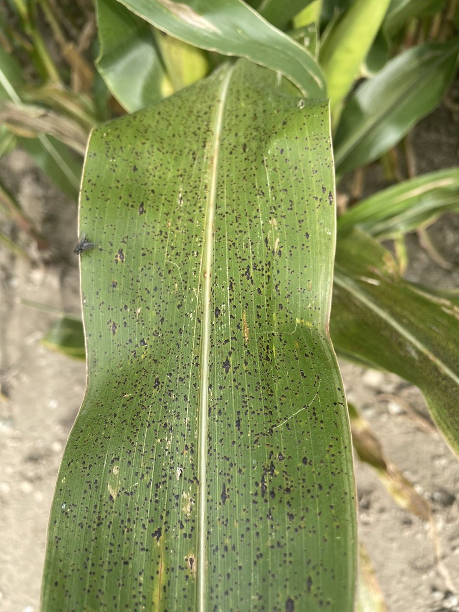 Shea AG Limited (@sheaag) on Twitter photo Tar spot moving up the plant. Tar spot moving up the plant.