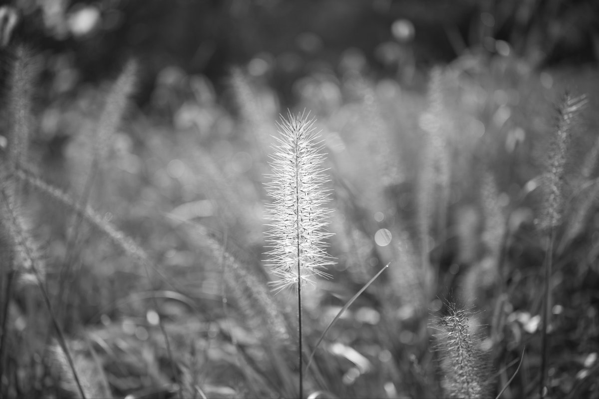 satosato_dayo's tweet photo. Leica
M9monochrom
Voigtlander APO-LANTHAR 50mm F2 Aspherical VM

＃秩父　＃美の山公園　＃M9m　＃Leica https://t.co/wqk2WLvzUP