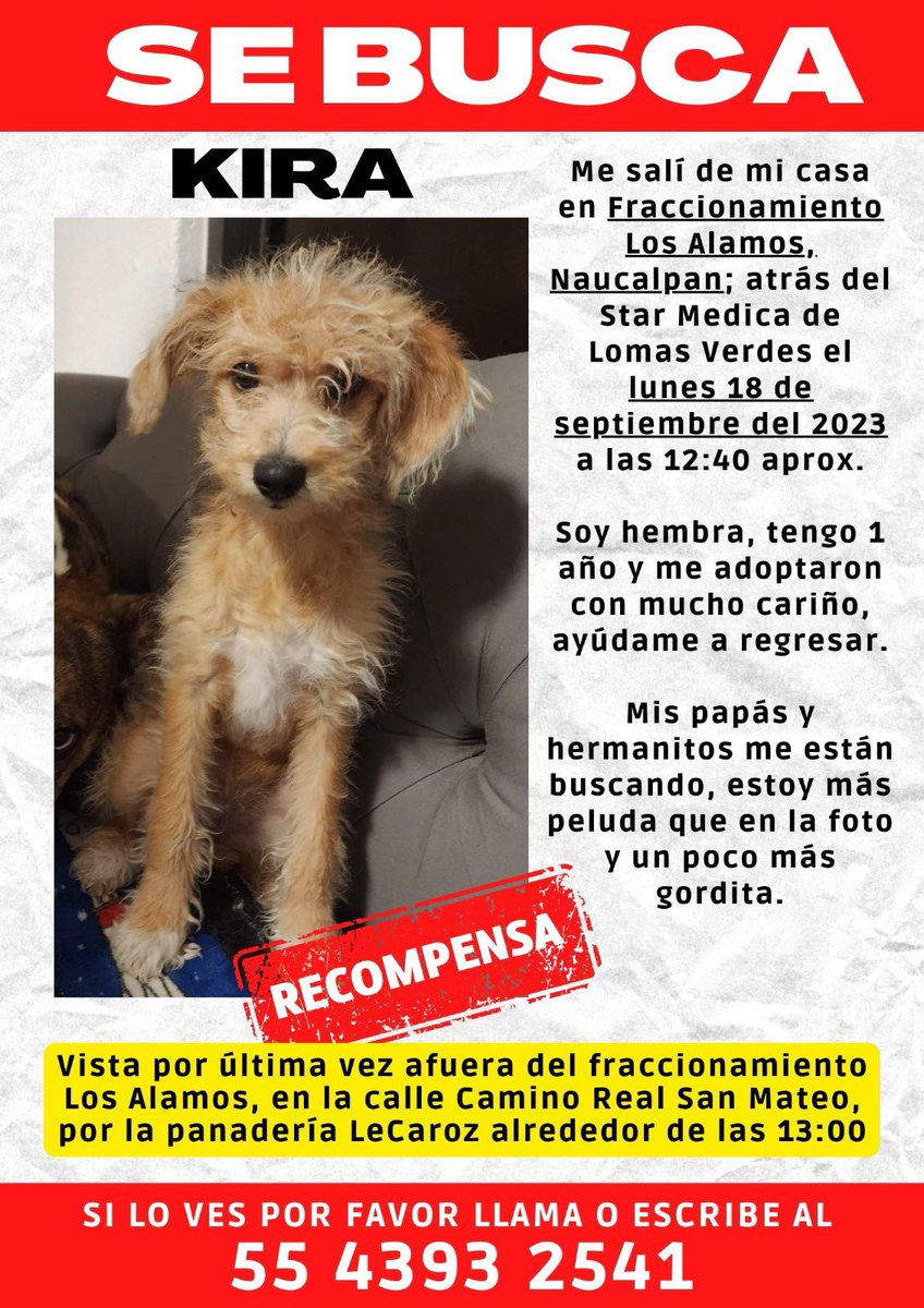 natsjt's tweet photo. ayuda! Es la perrita de mi prima y la están buscando. Por favor descarguen/guarden la imagen y compartan. 🫶🫶 https://t.co/0ztT87xN3m