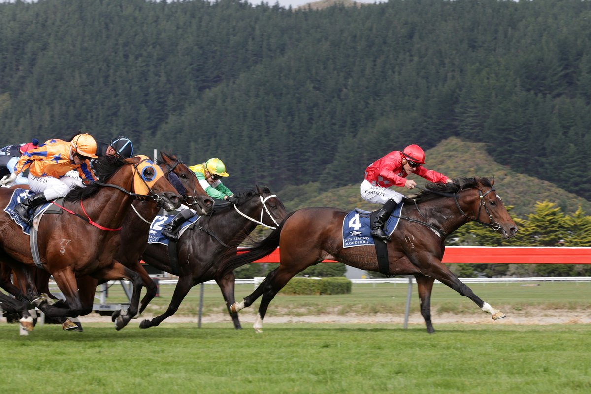 nzracingnews's tweet photo. NEWS: The future is looking bright for @WestburyStud  #Ferrando who was represented by his first trial winner this week in @RogersonStables #GroveStreet who will make his race day debut @RacingTauranga on Saturday.
https://t.co/vg23ou3KTI https://t.co/7HEJAeIwUx