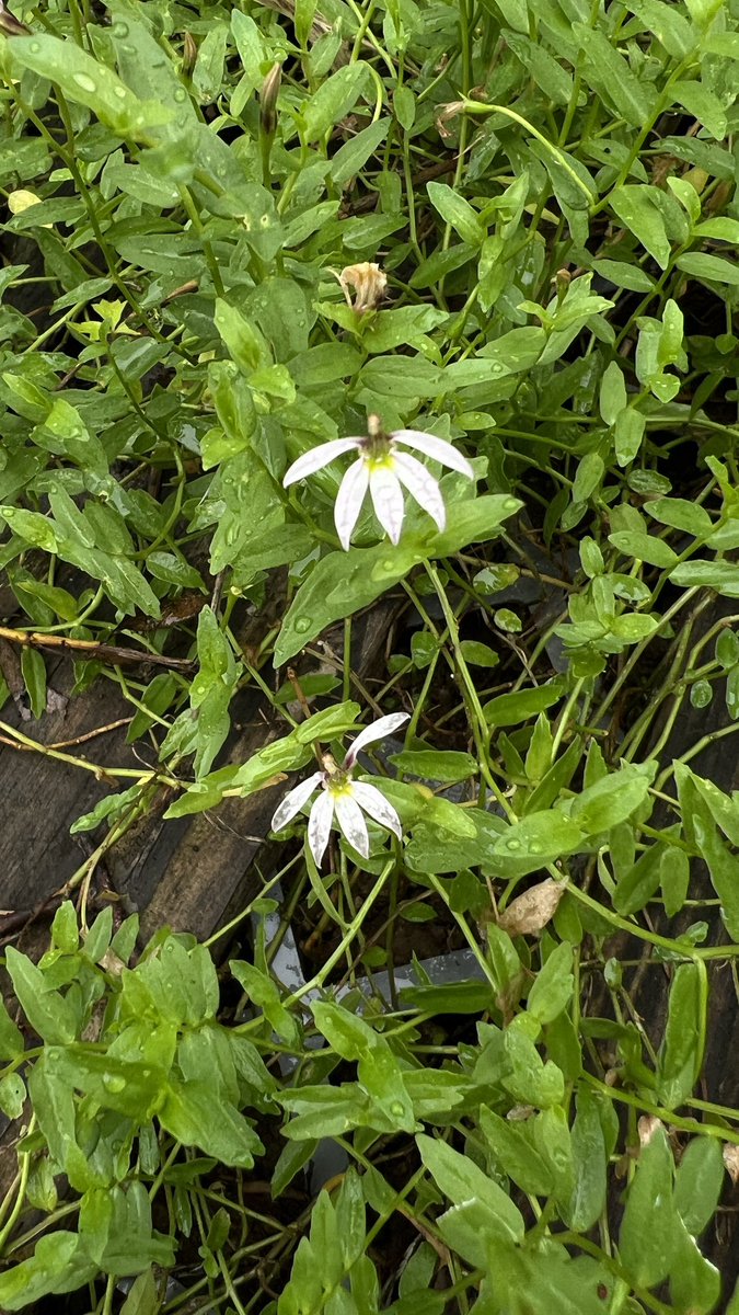 수염가래꽃 발견. 허리 숙여 자세히 보았다.
