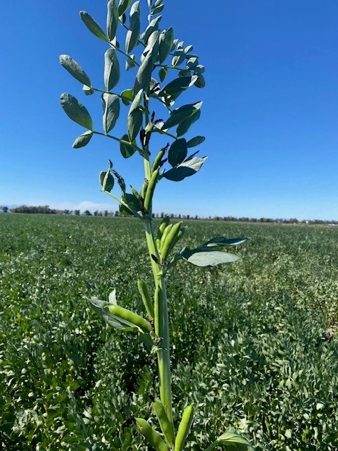 Warda faba beans near Narrabri, estimated at 2.5-3mt/ha and insured with <a href="/CROPRISKUW/">Crop Risk Underwriting</a> through <a href="/PriagMarketing/">PriagMarketing</a>. #pbawarda #fababeans #harvest23 #cropinsurance