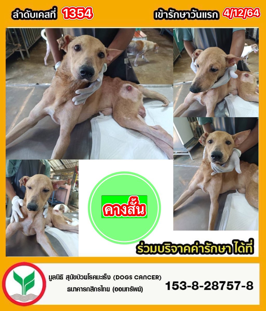 DogsCancer's tweet photo. 🔺คางสั้น ลำดับที่ 1354 .เข้ารักษาวันที่04-12-64 นน.12.65kg. เพศผู้  #อัพเดตอาการวันที่ 20-09-66 เช็ดทำความสะอาดตามซอกร่างกาย และบริเวณลูกอัณฑะ แต้มเบตาดีน คางสั้นทานอาหารได้ ขับถ่ายปกติ 
⚠️ #มาด้วยอาการพิการและมีแผลกดทับบริเวณหัวไหล่ทั้ง 2 ข้าง และสะโพกทั้ง 2ข้าง แผลมีความลึก และมีเนื้อตายในแผลทุกตำแหน่ง ร่างกายผอมแห้ง เบื้องต้นคุณหมอได้ตรวจเลือด พบพยาธิเม็ดเลือดร่วมด้วย ตรวจไข้หัด (ไม่พบเชื้อ) ให้ยาฆ่าเชื้อ ยาลดอักเสบ ยาบำรุงร่างกายต่างๆ #มีโอกาสเสียชีวิตสูง
#ผลเลือด 
-ม็ดเลือดขาวสูงมีการอักเสบติดเชื้อ
-มีภาวะโลหิตจาง 
-ค่าตับปกติ 
-ค่าไตปกติ
- เกล็ดเลือดปกติ

#ร่วมบริจาคช่วยสุนัขป่วยโรคมะเร็ง
📌มูลนิธิ สุนัขป่วยโรคมะเร็ง(Dogs 
Cancer) 
 ธนาคาร  : กสิกรไทย 
เลขบัญชี  : 153-828757-8

📌มูลนิธิ เลขที่ 5/2566

📞 ติดต่อมูลนิธิฯ 
โทร : 064-2463664

🔹-Line id : @dogscancer
https://t.co/vZhyIvvKyd 

🔹-Instagram : dogscancerfoundation 

🔹-ติดต่อเพจฯ Inbox 👇
https://t.co/xUqppbWORg. 

🔹-หรือสำหรับเยี่ยมชมเพจฯ👇
https://t.co/5bhEYjAgPs. 

 ❗️#ปัจจุบันทางเพจมีเคสที่รับผิดชอบและรักษาอยู่จำนวนมากเกือบ #142ชีวิต ยอดบริจาคที่เกินในแต่ละเคส สามารถช่วยเหลือช่วยเหลือค่ารักษาในเคสอื่นๆค่ะ 🙏🙇‍♀️

#ไลฟ์สดวันที่เข้ารับการรักษา
https://t.co/2RC2ks737u

#อัลบั้มและประวัติการรักษาของคางสั้น👇
https://t.co/aQHMYlPXai