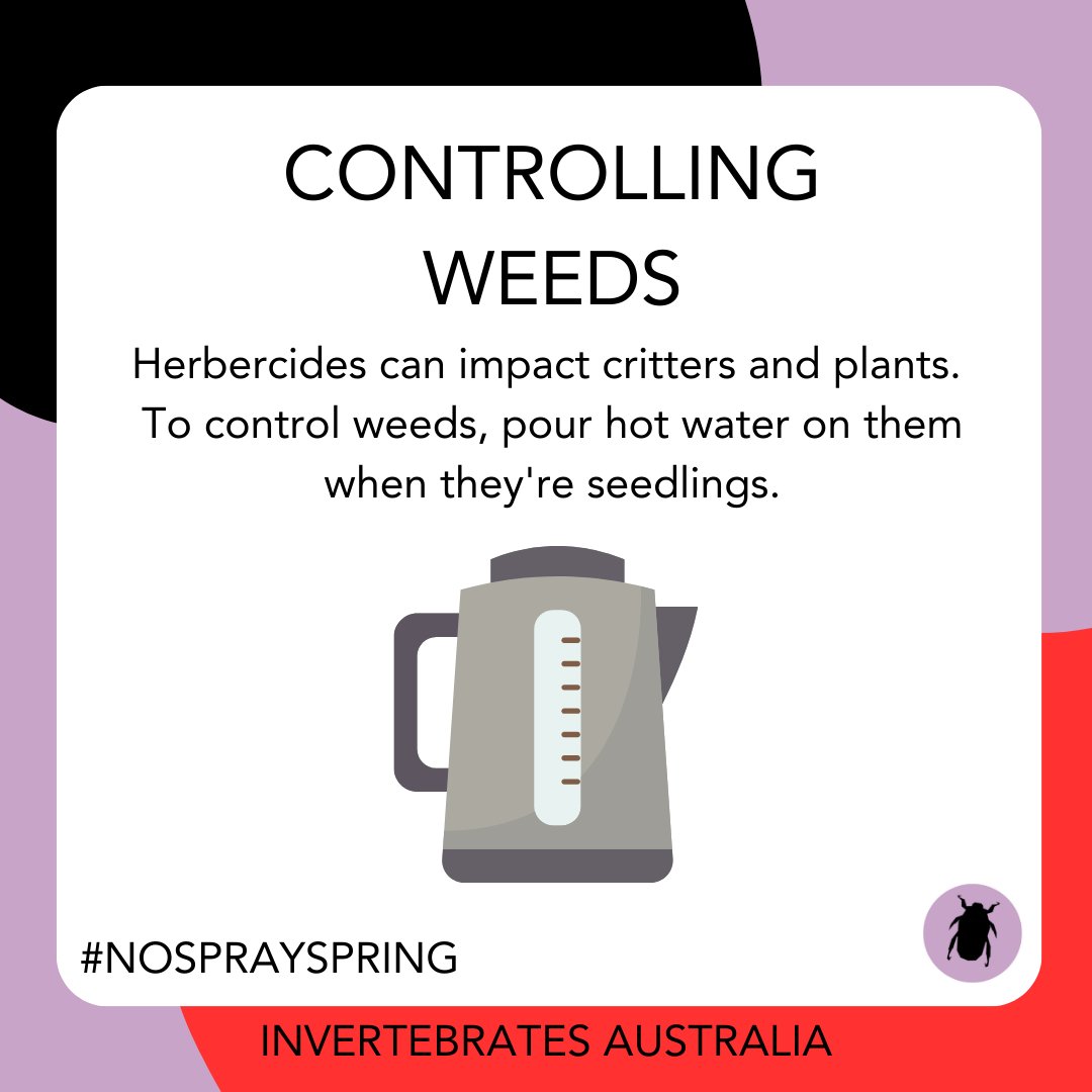 invertsau's tweet photo. Protect your garden critters by avoiding herbicides. Try using hot water to kill your young weeds.

More info: 
https://t.co/9aAG6Tywm5

#nosprayspring #wildoz #insectconservation #tinynature https://t.co/hvTV7aQzie