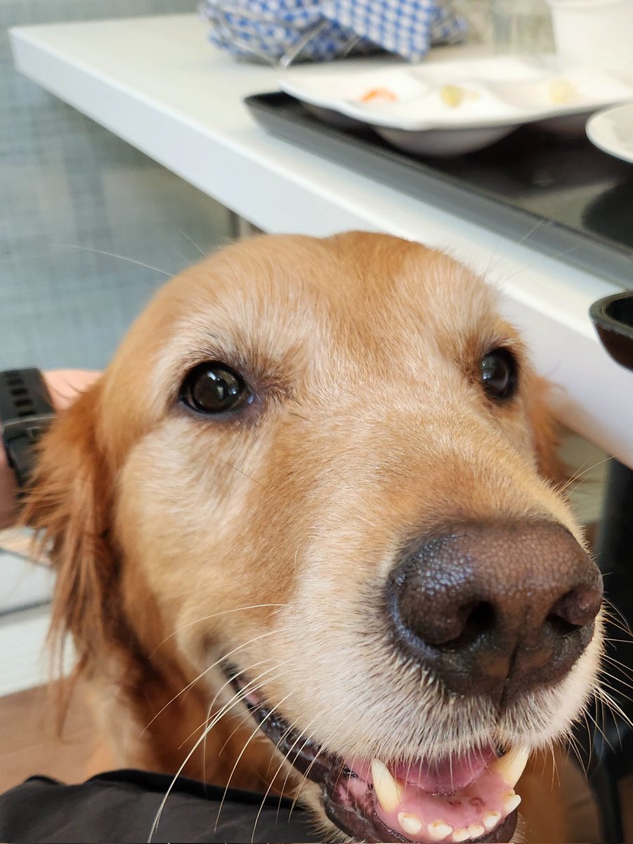 ゴールデンレトリバー Jessica (@Jessica_GRjp) / Posts / X, image size:901x1200