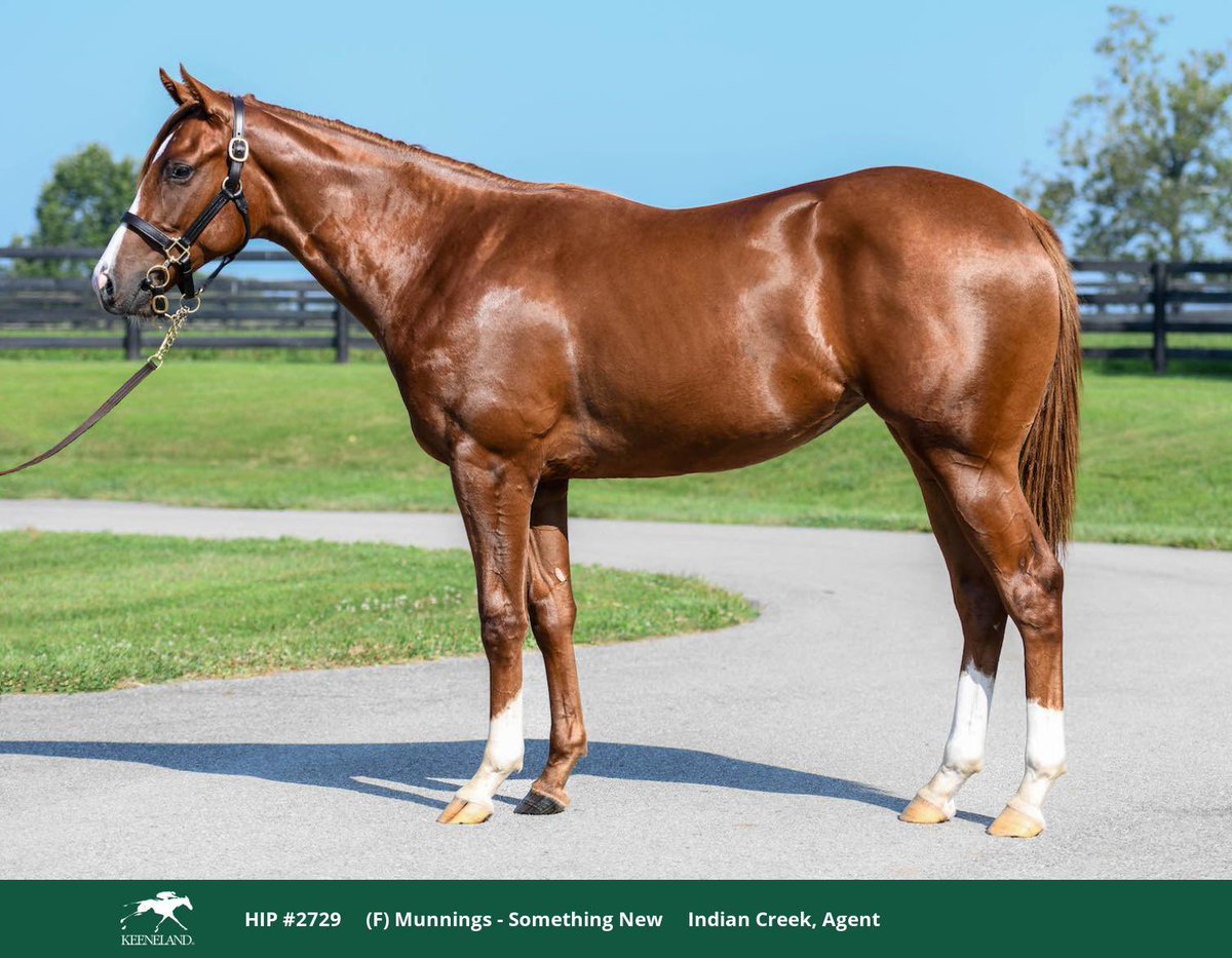 Coolmore America (@coolmoreamerica) on Twitter photo Another MUNNINGS filly in high demand 🙌🏻 hip 2729, from the <a href="/IndianCreekKy/">Indian Creek</a> sales consignment,
Sold to HR Bloodstock for $250,000.
#HomeOfChampions
#CoolmoreSires Another MUNNINGS filly in high demand 🙌🏻 hip 2729, from the <a href="/IndianCreekKy/">Indian Creek</a> sales consignment,
Sold to HR Bloodstock for $250,000.
#HomeOfChampions
#CoolmoreSires