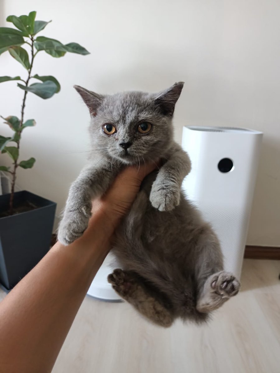 hanafe1azmi's tweet photo. Ni budak ni je. Siapa nak pm. https://t.co/cjBFKUMGJ7