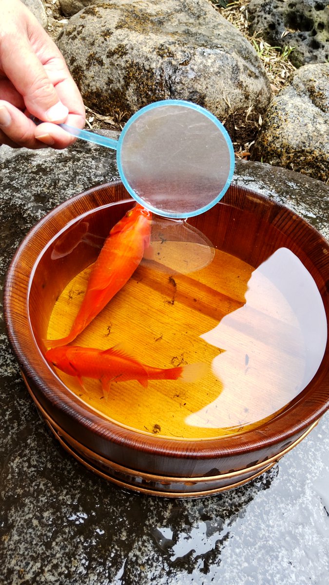 RyokanH's tweet photo. 旅館の庭池は　＃金魚の楽園　＠鳳明館
すでにポイより大きい金魚（1歳半、1歳）
一直線の隊列で泳ぐ多世代金魚＆鯉の稚魚

＃Goldfish paradise in a pond of Homeikan, ryokan.
Oversized 1.5 &amp;1 year old goldfish.
Swimming in a school of multi-generation goldfish &amp; koi 

#ryokan #Homeikan https://t.co/dVM2d3tsRq