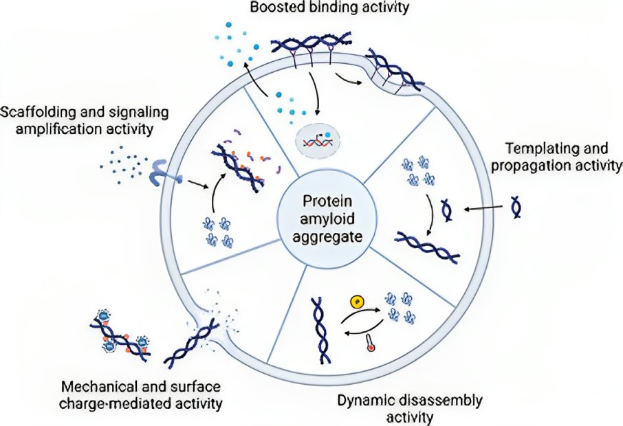 Aggregate (@aggregateoa) on Twitter photo New Review📖
"Protein amyloid aggregate: Structure and function" by Cong Liu et al. <a href="/UCAS1978/">University of Chinese Academy of Sciences</a> <a href="/Wiley_Chemistry/">Wiley Chemistry</a> #protein #amyloid #aggregate #neurodegenerative
Check👉doi.org/10.1002/agt2.3… New Review📖
"Protein amyloid aggregate: Structure and function" by Cong Liu et al. <a href="/UCAS1978/">University of Chinese Academy of Sciences</a> <a href="/Wiley_Chemistry/">Wiley Chemistry</a> #protein #amyloid #aggregate #neurodegenerative
Check👉doi.org/10.1002/agt2.3…