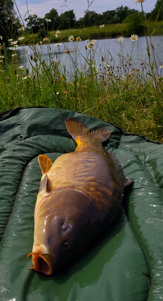 premiumcarp's tweet photo. Scaley banger 🔥
#teampcf #premiumcarpfishing https://t.co/w9dc839BG1