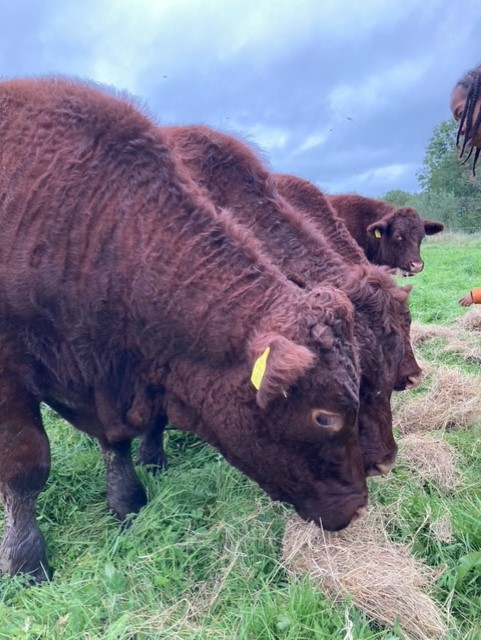 Willow Park C of E Primary School tweet media