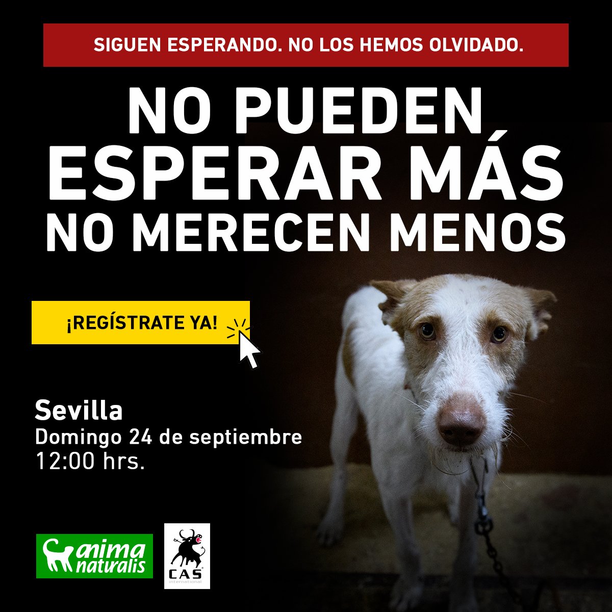 🇪🇸🐕 ¡Este domingo en Sevilla!

📣 Ven a dar voz  a las otras #VíctimasDeLaCaza. Mostraremos la realidad de los perros explotados para cazar.

🗓 Domingo 24 septiembre 2023
⏰️ 11:15 indicaciones
📍Plaza de la Encarnación, #Sevilla.

Confirma asistencia: animanaturalis.org/eventos/46480