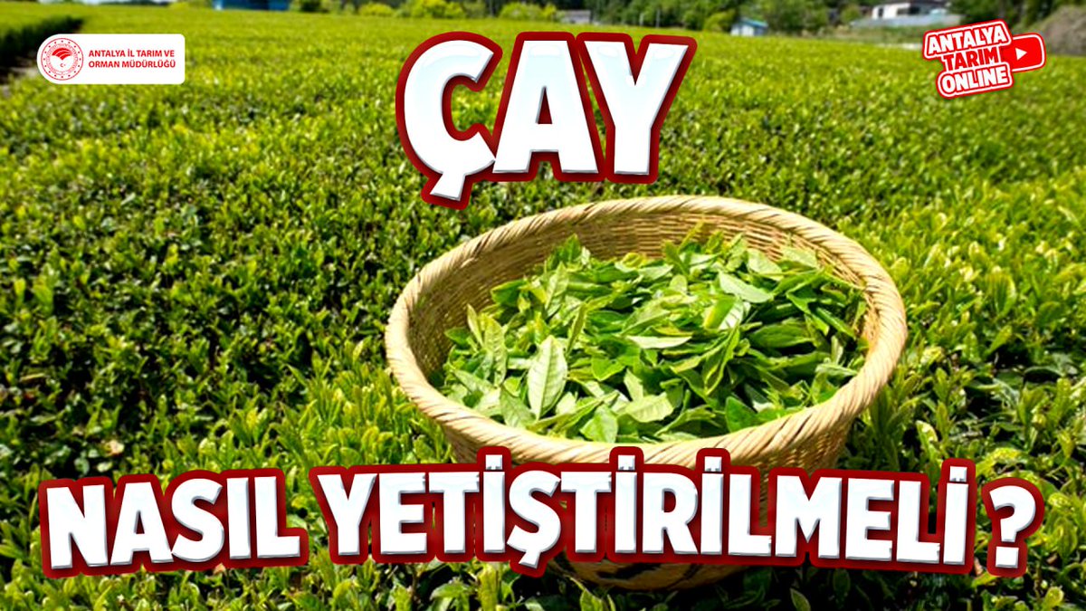 Antalya İl Tarım ve Orman Müdürlüğü tweet media