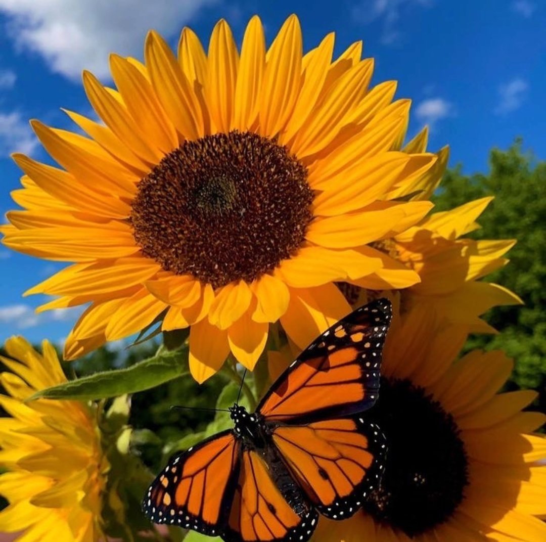 sunflower_fans's tweet photo. The head of all flower heads is one flower; the sunflower in the sky, that gives the others vivid color stemming from the inside." https://t.co/aGMHsnLbGJ