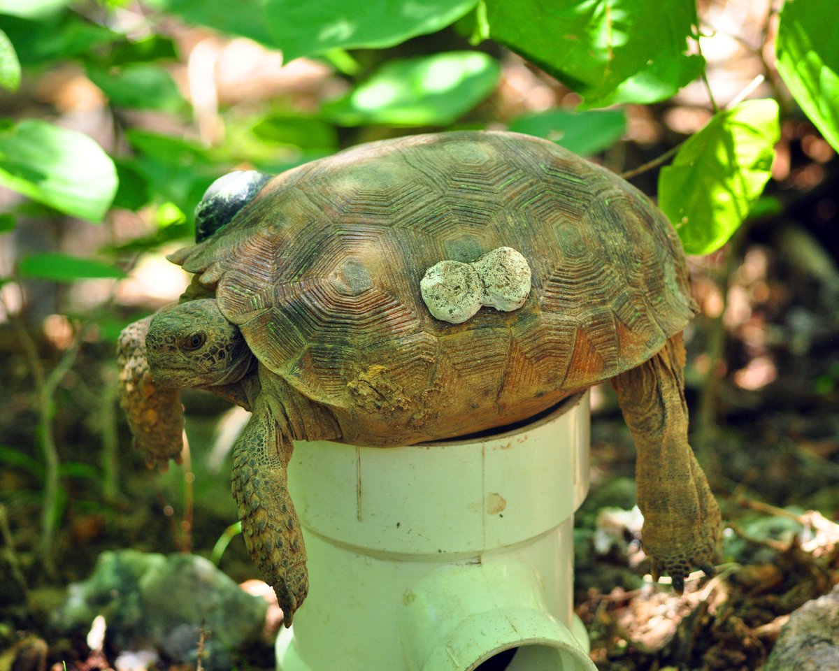 TucsonHerps's tweet photo. This Monday, Rafael A. Lara Resendiz will talk on the ecophysiology of Gopherus evgoodei. 7pm MST. Link in bio. #tortoises #Gopherus #DesertTortoise #herpetology #conservation #ClimateChange https://t.co/Tz3pwsPMbQ