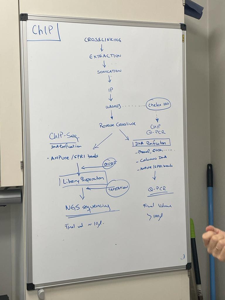 EpiSeedLink tweet media