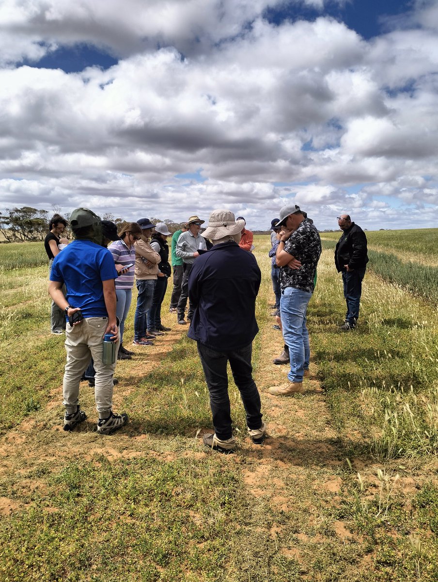 Jess_Grove_'s tweet photo. GGA Drought Resilience study tour to SA - Pasture demo trial near Waikerie (LRZ) - serradella, clover and medic cultivars. Following year yield increase of 0.7t/ha has been seen in LRZ in SA. Serradella a standout #GGA_WA #WAdroughthub #FutureDroughtFund #GRDCstudytour https://t.co/EAFpZ5SJiW