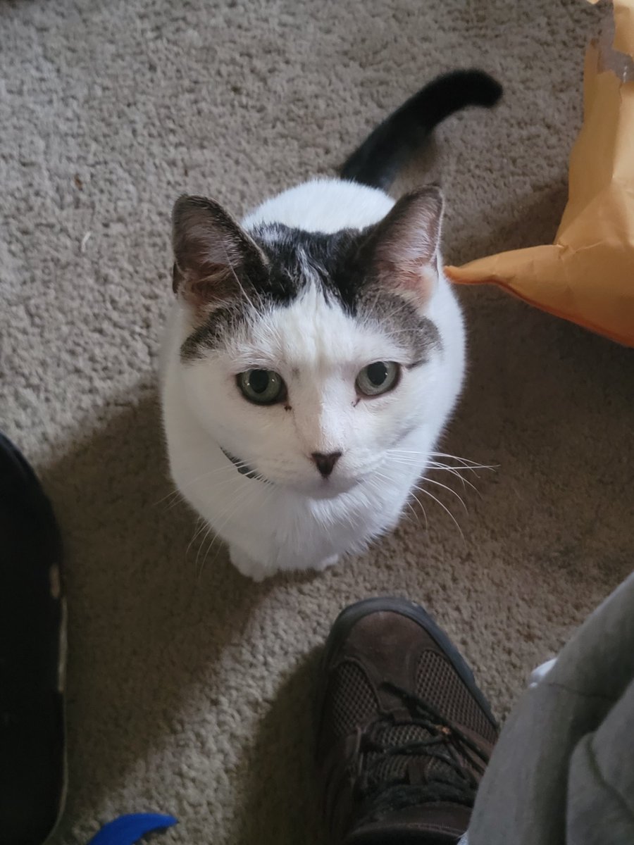 JonSmith1000's tweet photo. Thanks to all who have checked in. I'm still struggling and in a very tight spot after my cars broke down &amp; my poor cheerio past away. The vet/mechanic bills made it so I can't pay normal bills. If my followers could even donate $10 it would help Ty all ❤️
Cashapp
$Jonsmith10001 https://t.co/hYeKQ4hOln