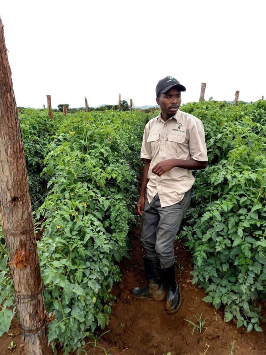 Wenceslous Nyamupfukudza tweet media