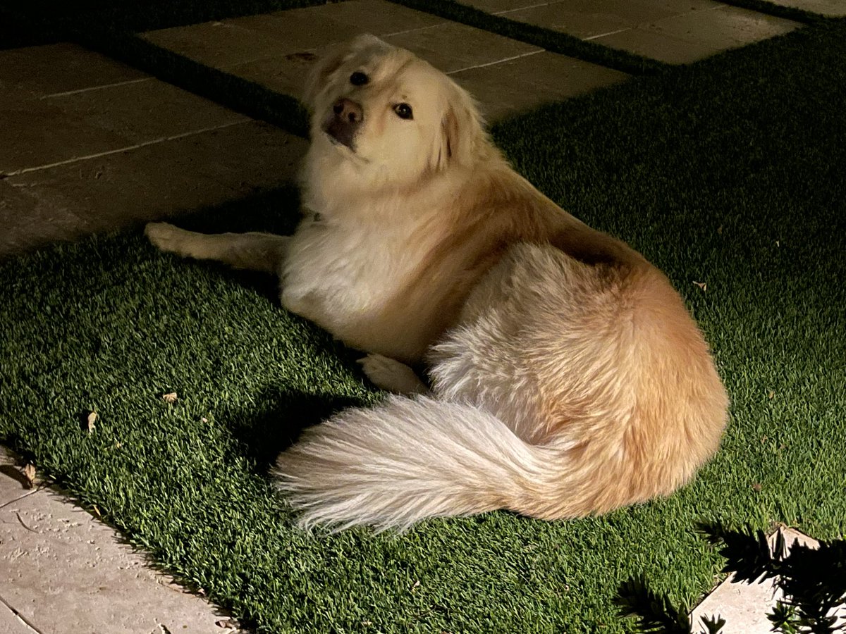 Hi pals! I have a new fren! His name is Tica. He’s a Portuguese Water Dog. He just moved in. He’s a sweet boy!