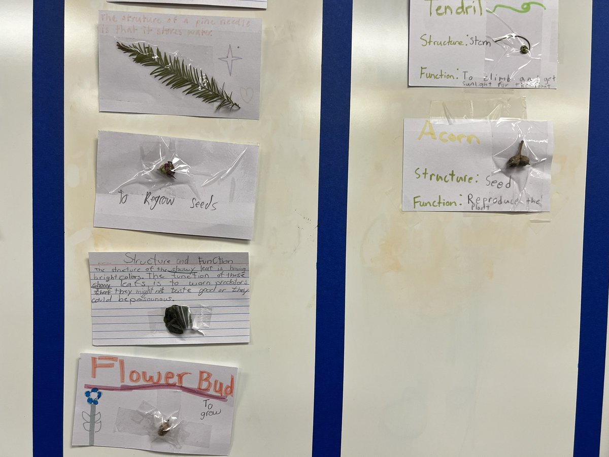 Mrs.Bone's Class tweet media