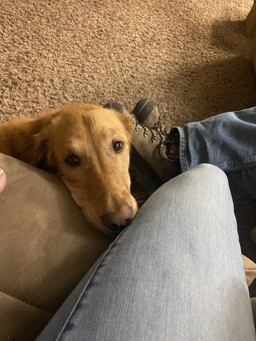#dailypic #abigail #abbythegolden   This face melts my heart ❤️ https://t.co/cVe4qoBnyr<a href="/tag/dailypic"class="tags">#dailypic</a><a href="/tag/abigail"class="tags">#abigail</a><a href="/tag/abbythegolden"class="tags">#abbythegolden</a>