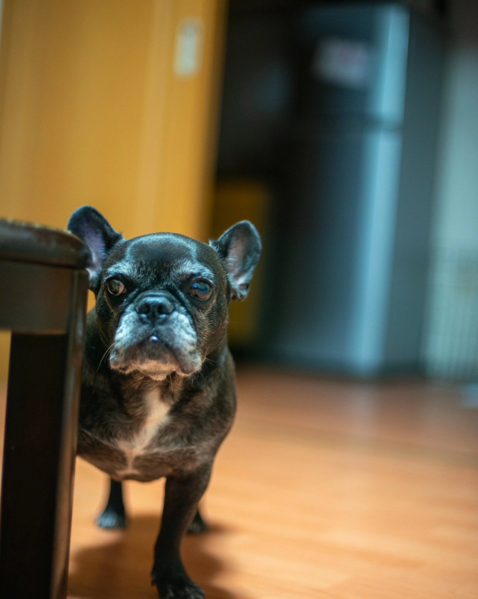 pugGSX's tweet photo. お留守番犬🐽🐽
元気は大体寝てます😆
#パグ #フレンチブルドッグ #Nikon #オールドレンズ https://t.co/5ZvT6VLcVs