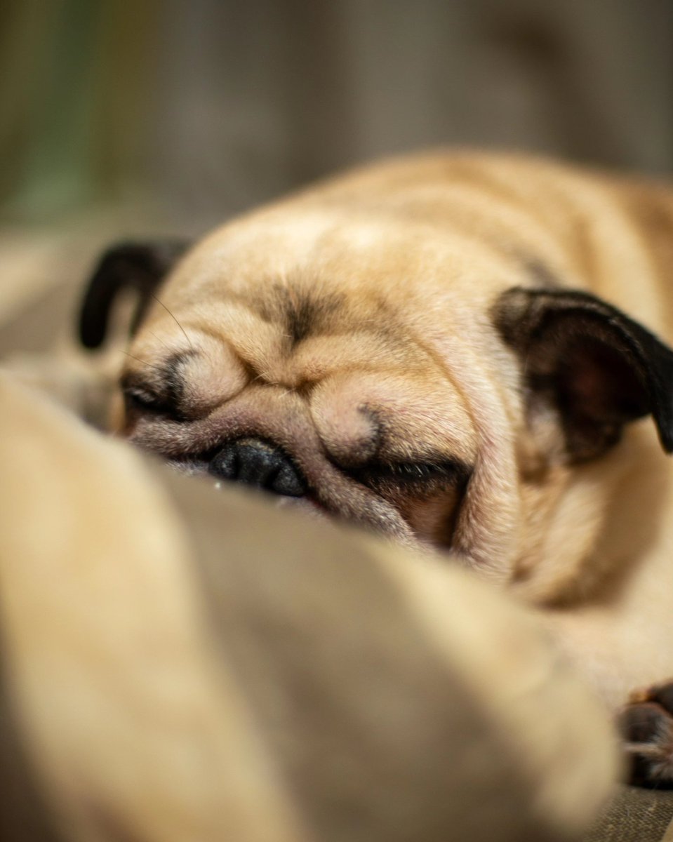 pugGSX's tweet photo. お留守番犬🐽🐽
元気は大体寝てます😆
#パグ #フレンチブルドッグ #Nikon #オールドレンズ https://t.co/5ZvT6VLcVs
