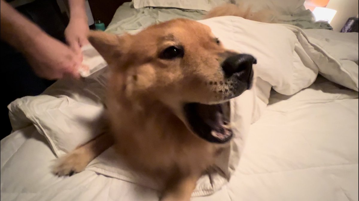 Jaycie Penfold tweet media