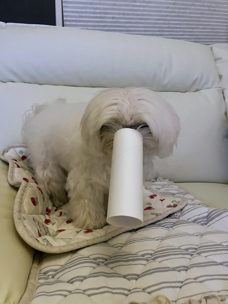 i love a toilet paper roll🐩🚽
#dog #instagram #instagood #Like #cute #cutie #funny #interesting