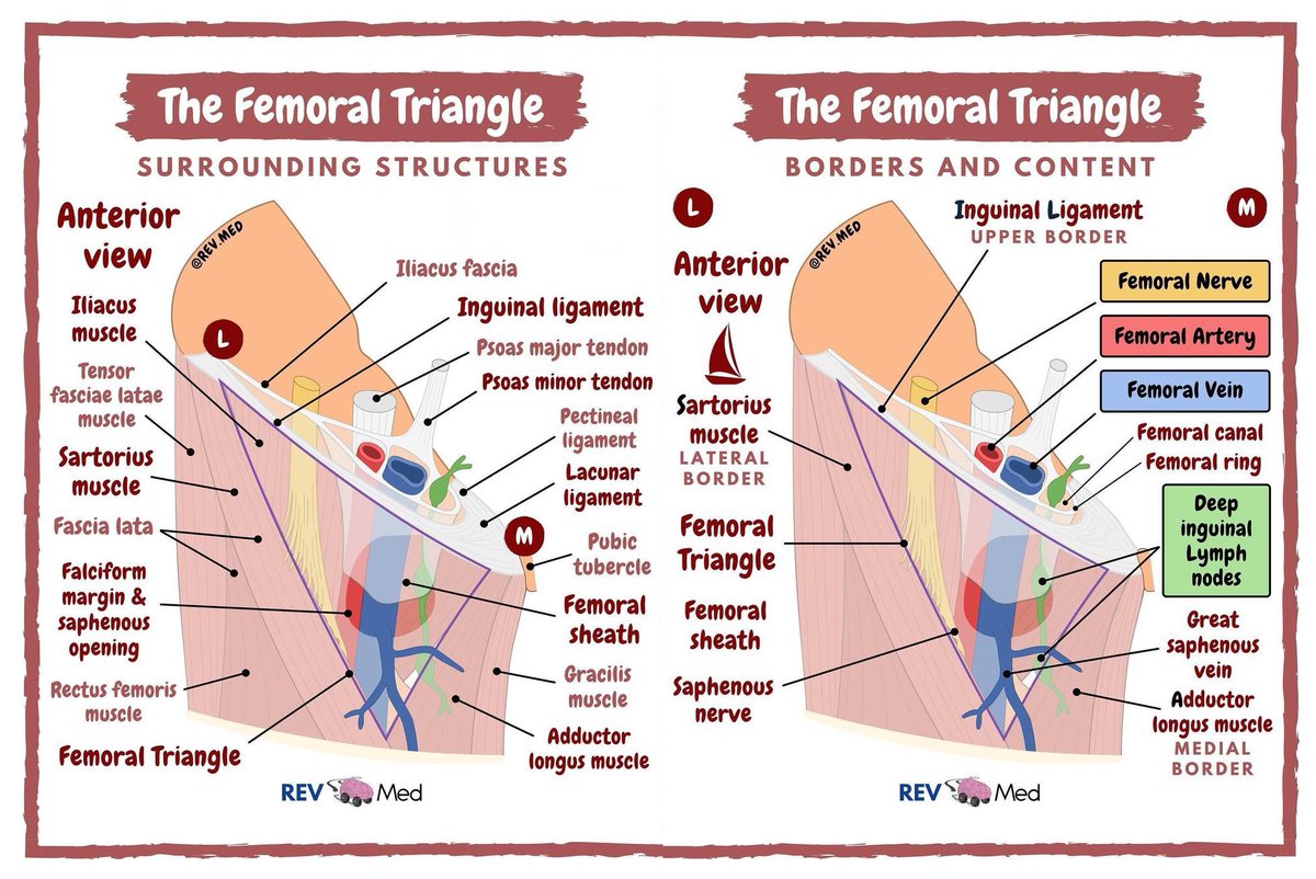 TA_pharmacy's tweet image. The Femoral Triangle