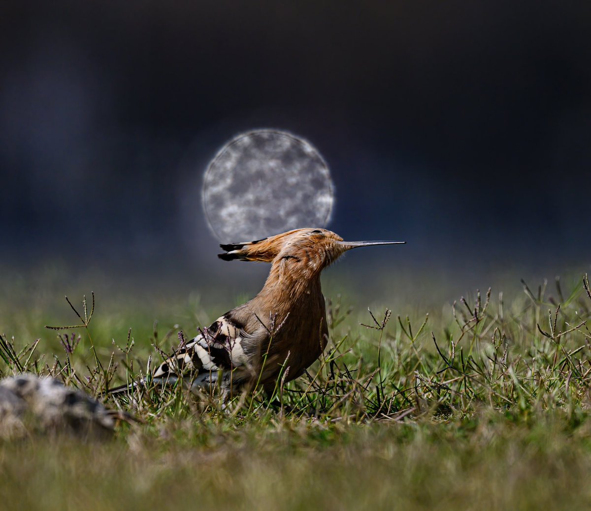 Ranabasak87's tweet image. Merging with the lights.  #lightandmagic #indiAves #birdphotography #birding #birdwatching
#BirdsSeenin2023 #BirdsOfTwitter #natgeoindia